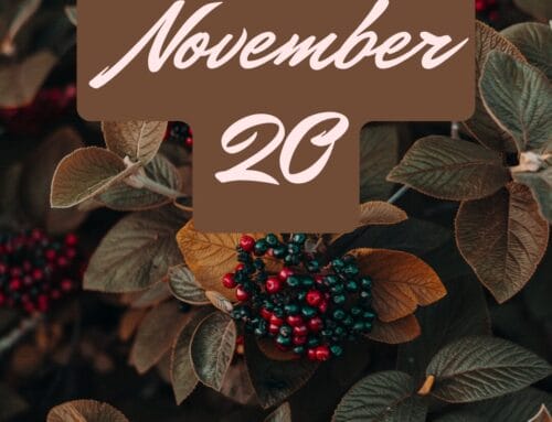 Weekly Update 11.20.2025